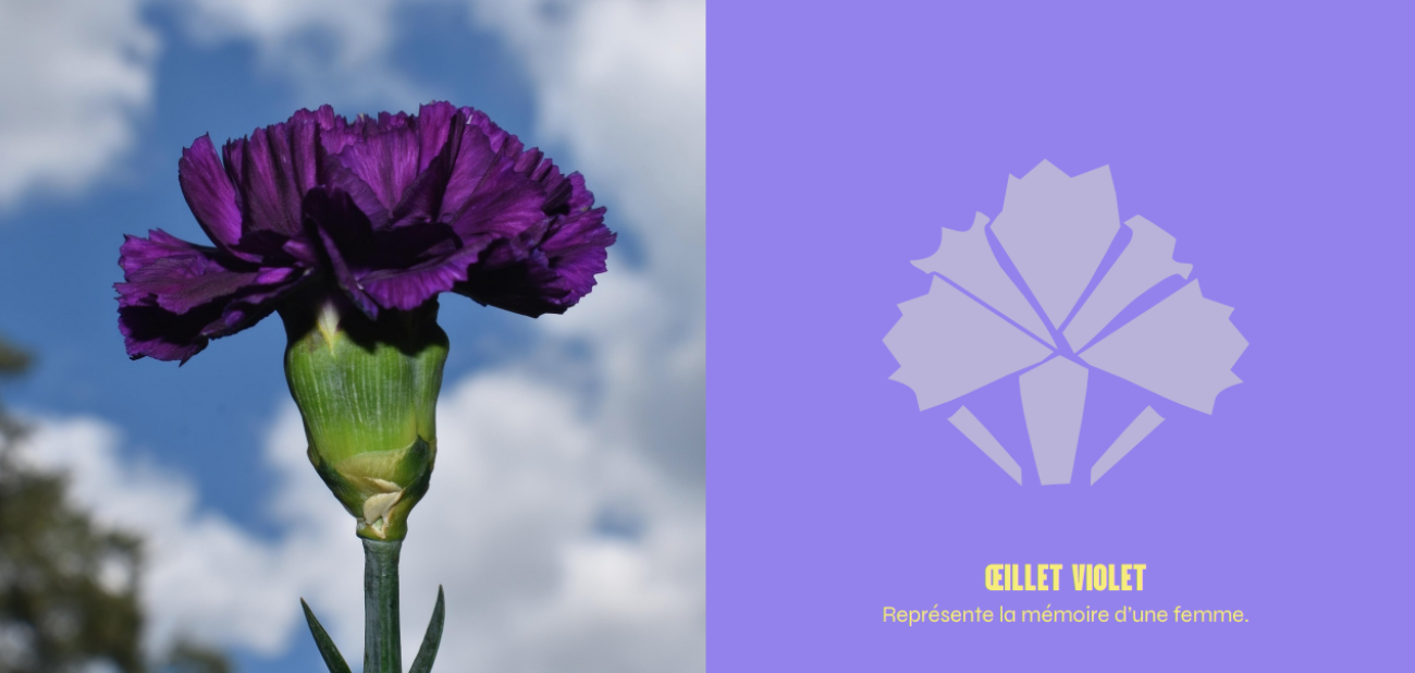 Illustration du projet P'tite Lumière & Cie